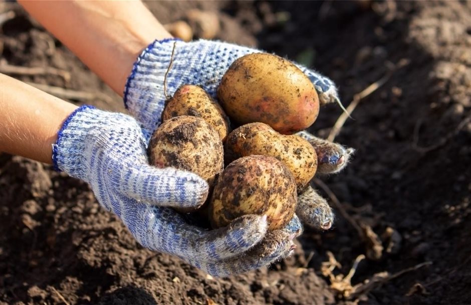 Harvest-Potatoes