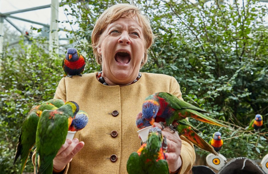 Merkel-parrots