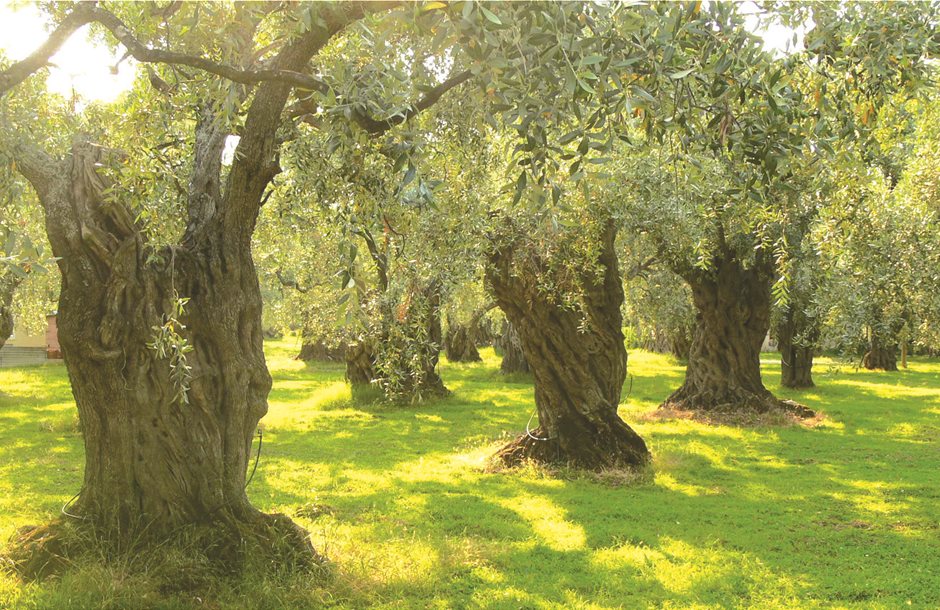 Olive_trees