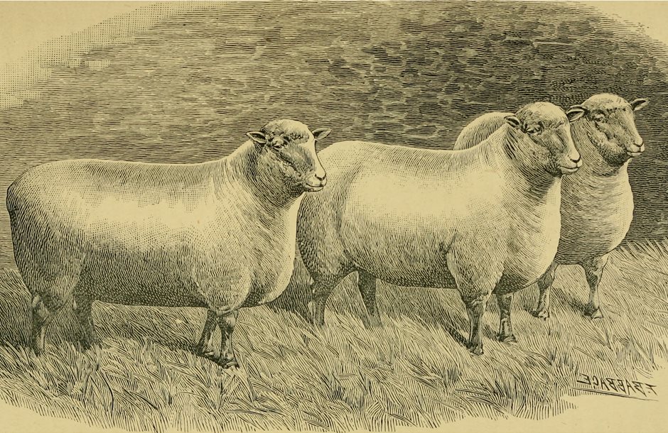 Sheep__breeds_and_management__1893___14801781173_