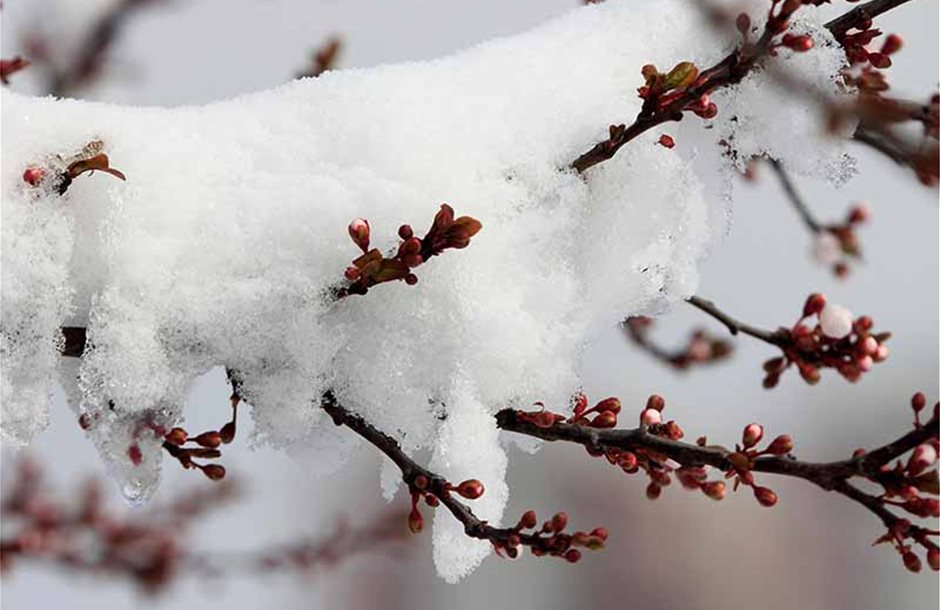 Snow-on-Apricot-Buds