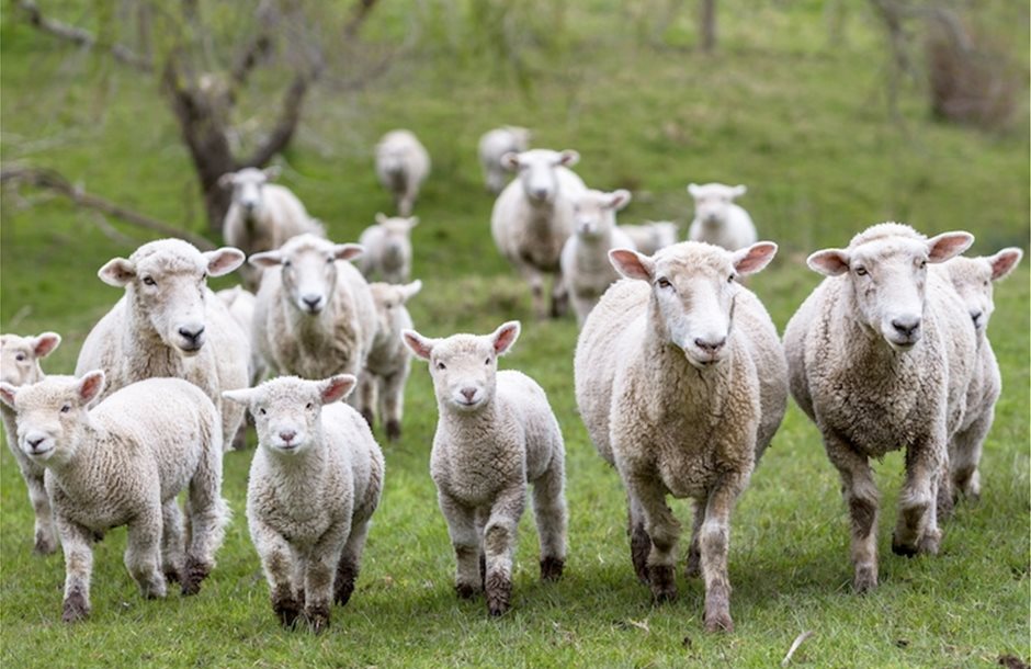agnelli-pecore-ovini-by-heebyj-fotolia-750