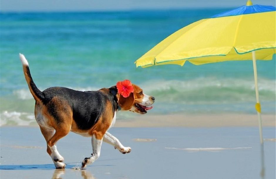 animals-on-the-beach-happy-beagle
