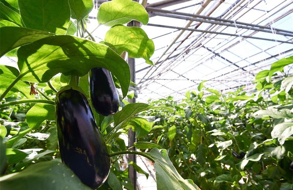 giant-eggplant-in-greenhouse-Q9H5WSP_1000x662