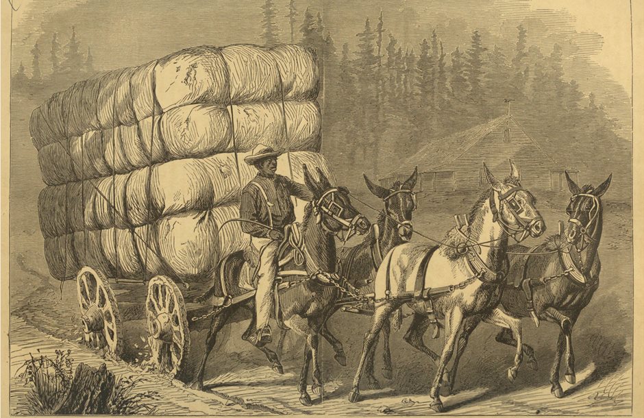 hauling-cotton-rawscan