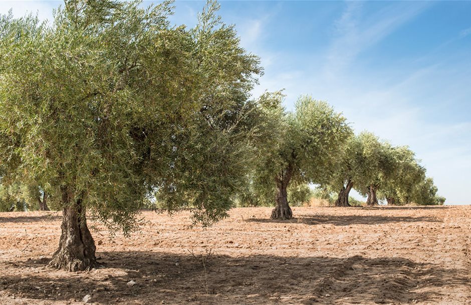 olive-trees__1_