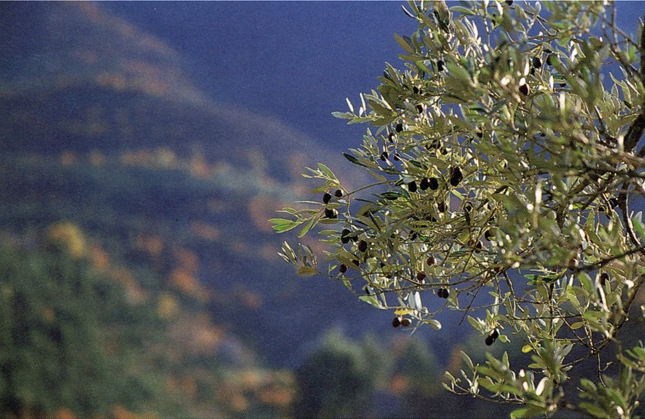 ramo-olive-jpeg-scaled
