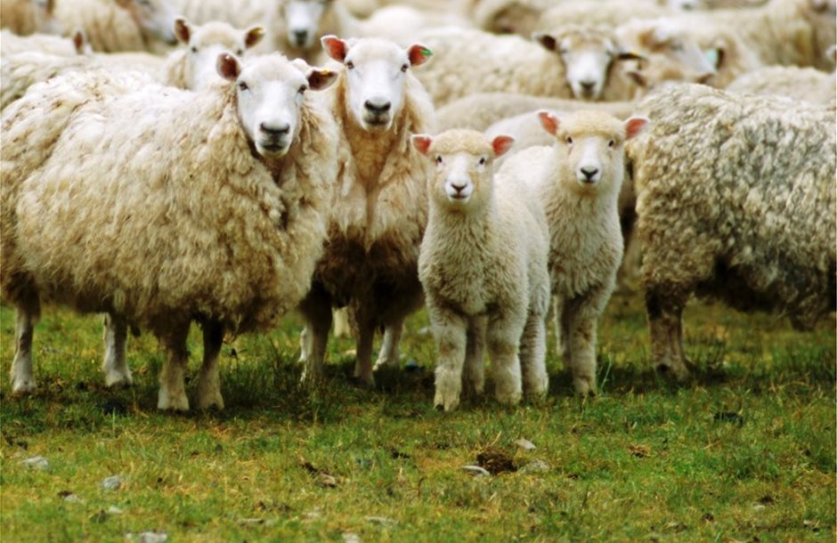sheep-farming