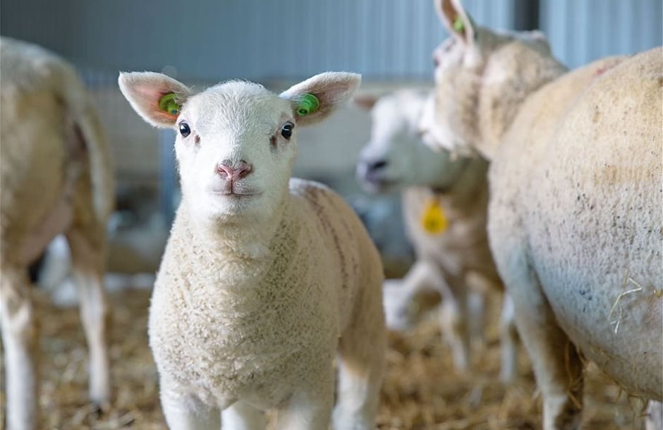 sheep-lamb-newborn-mammal