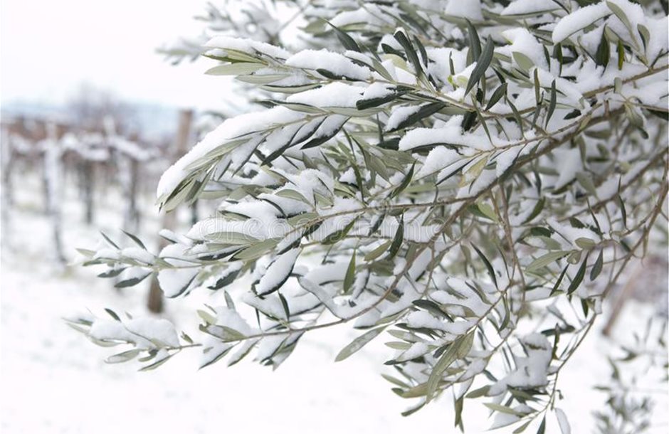 snow-evergreen-olive-tree-snow-evergreen-olive-tree-goria_ka-brda-120410889