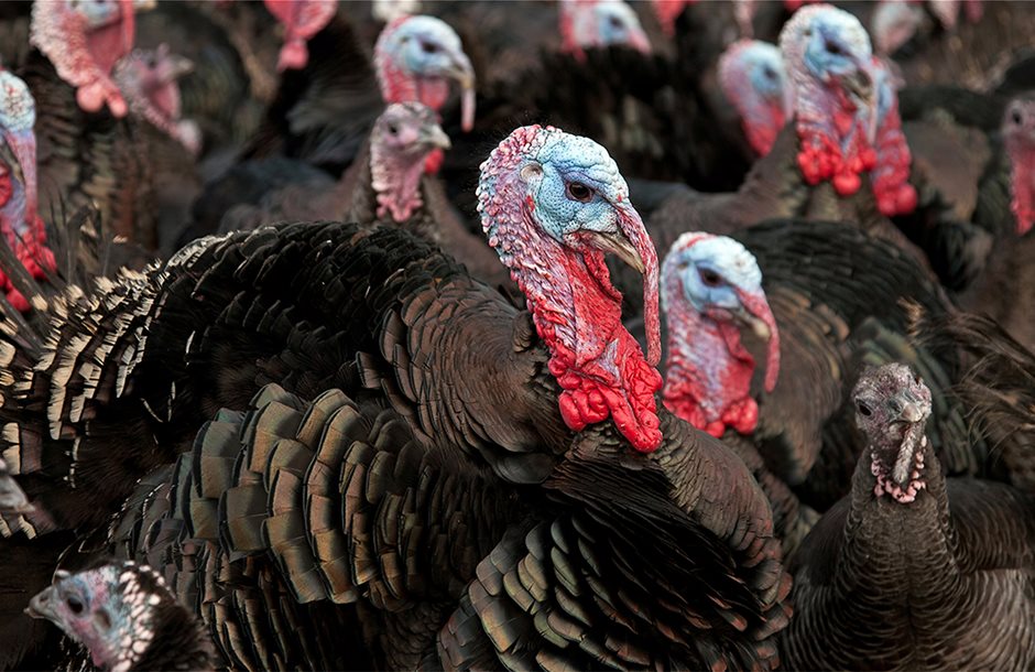 turkey-farm-bird-flu
