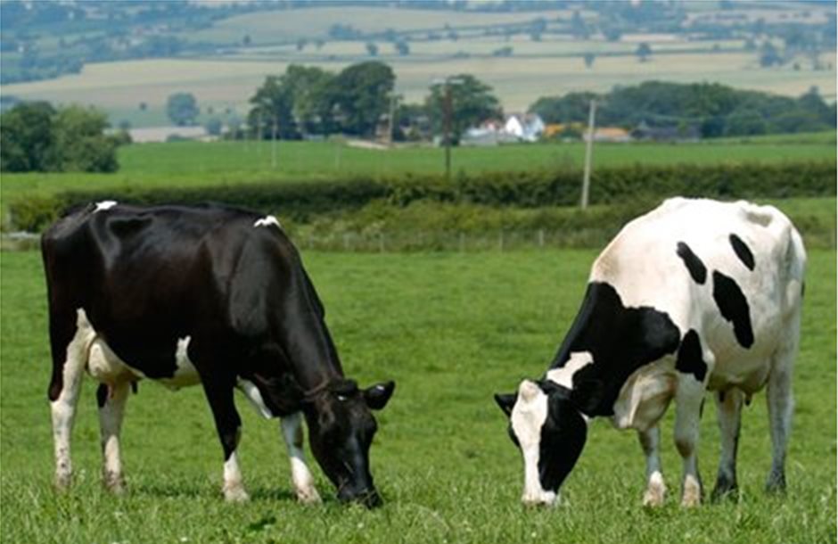 Η επίδραση του Θερμικού στρες στις αγελάδες γαλακτοπαραγωγής