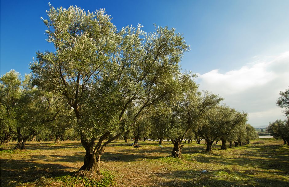 plantation-of-olive-trees