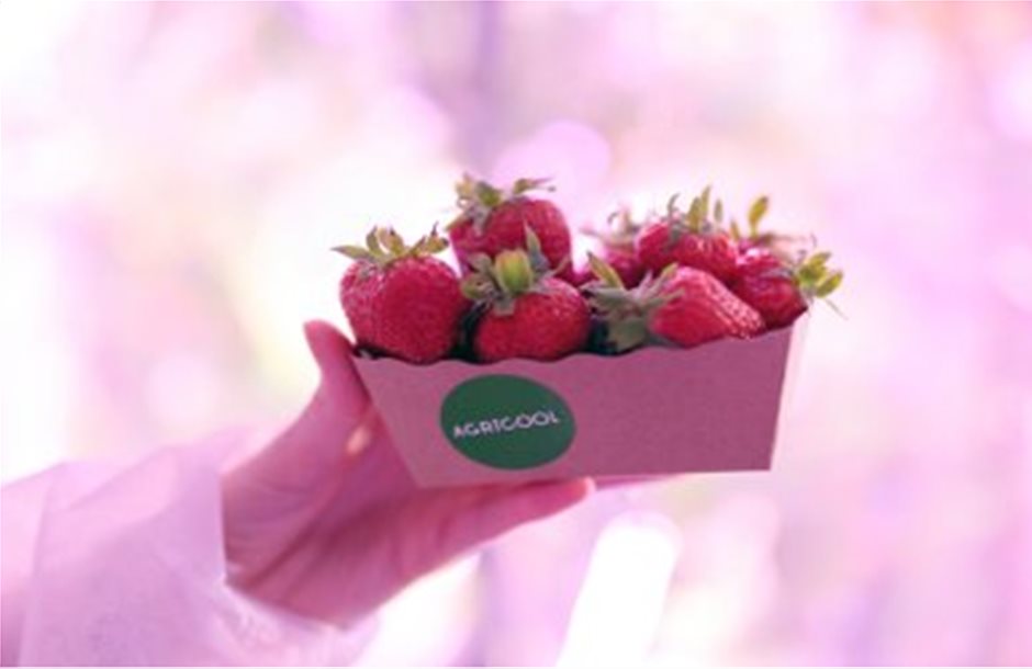Επένδυση 8 εκατ. ευρώ για καλλιέργεια φράουλας σε κοντέινερ