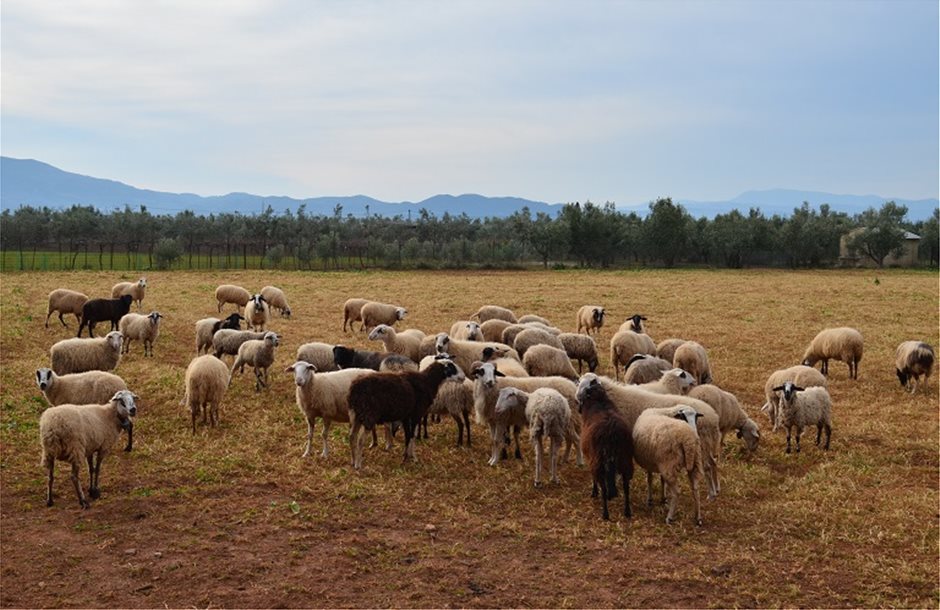 agrotesyllalhthriokombosamfiloxias