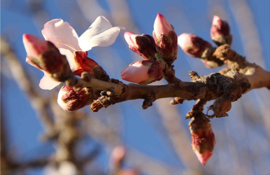 almond-blossom-13_2