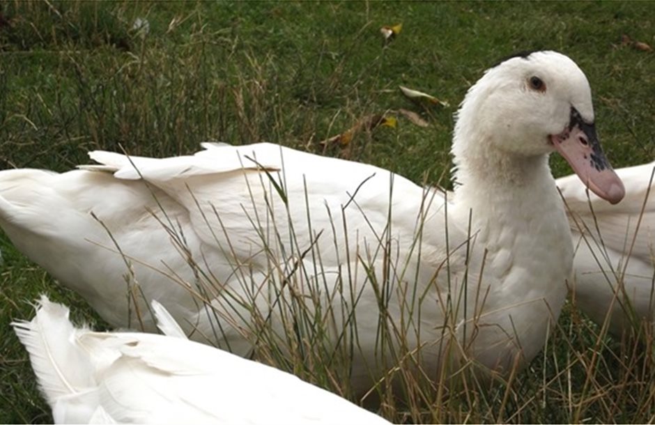 amularduckflu
