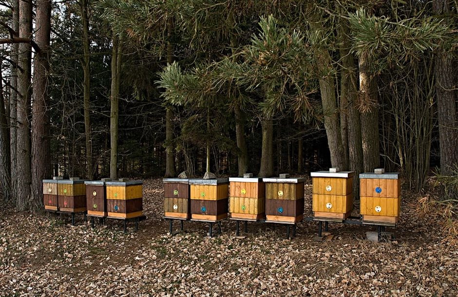 apiary-forest-breeding-of-honey-bees-trees