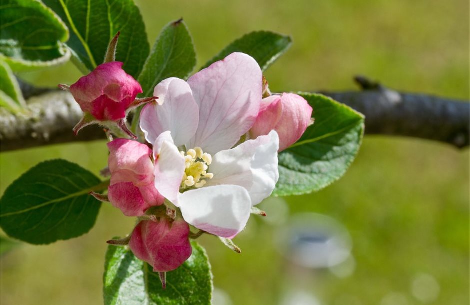 apple-blossom-283954_960_720