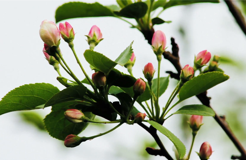 apple-tree-buds-in-spring_4jbwtmnpsl__F0000