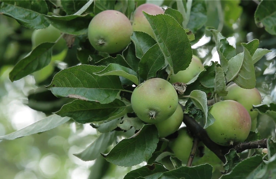 apples-on-apple-tree-branchesgreen-young-apples-on-a-branch-of-apple-tree-in-the-garden_4fhhvrglx__F0000