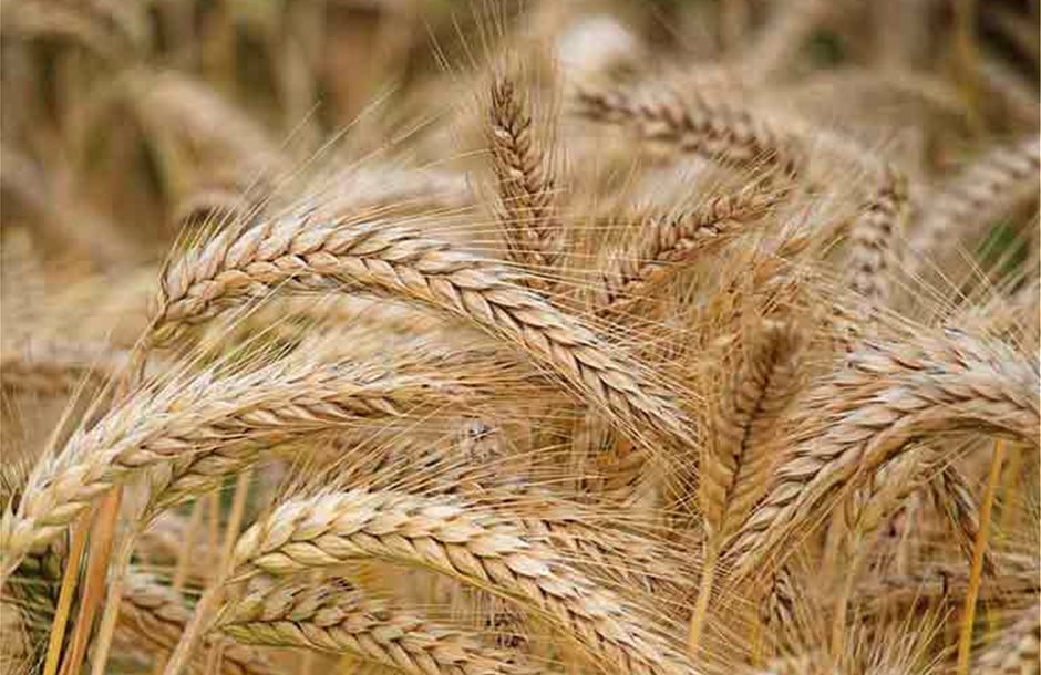 barley-crop