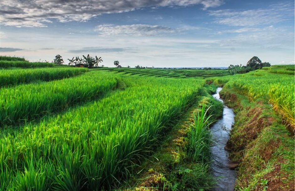 beautiful-morning-rice-fields-with-water-flow-indonesia_80375-148