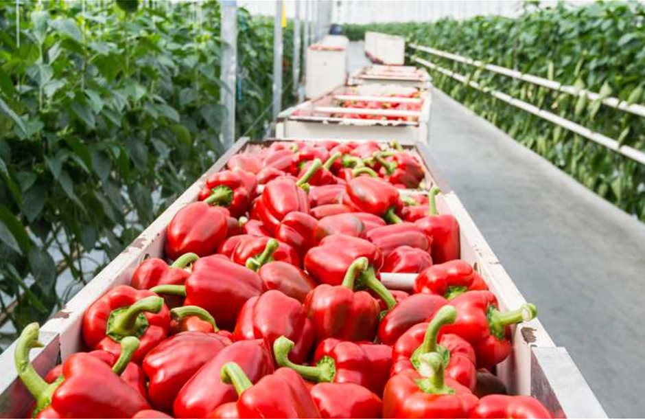 bins_greenhouse_peppers