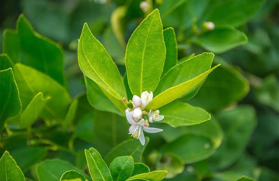 blooming-lemon-tree-green-leaves-plant-white-flowers