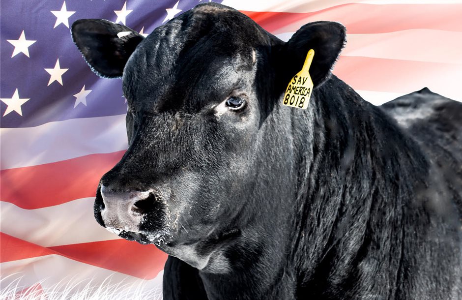 bull
