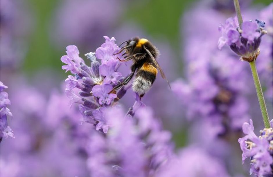bumblebee-lavender_jpg_653x0_q80_crop-smart