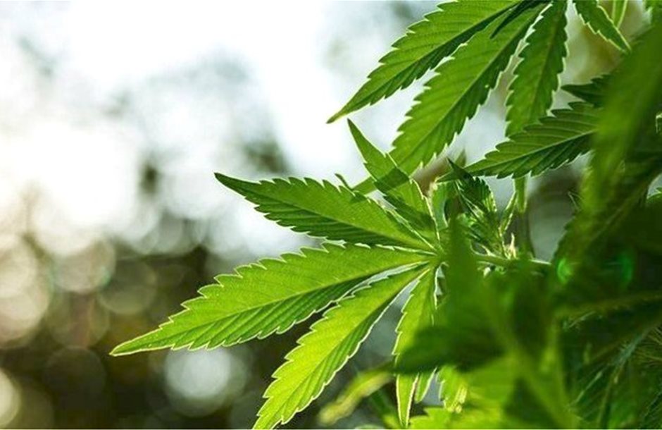 cannabis1_2