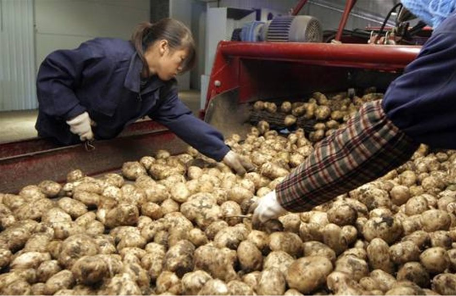 Λίπασμα από τα υπολείμματα πατάτας έφτιαξαν οι Κινέζοι