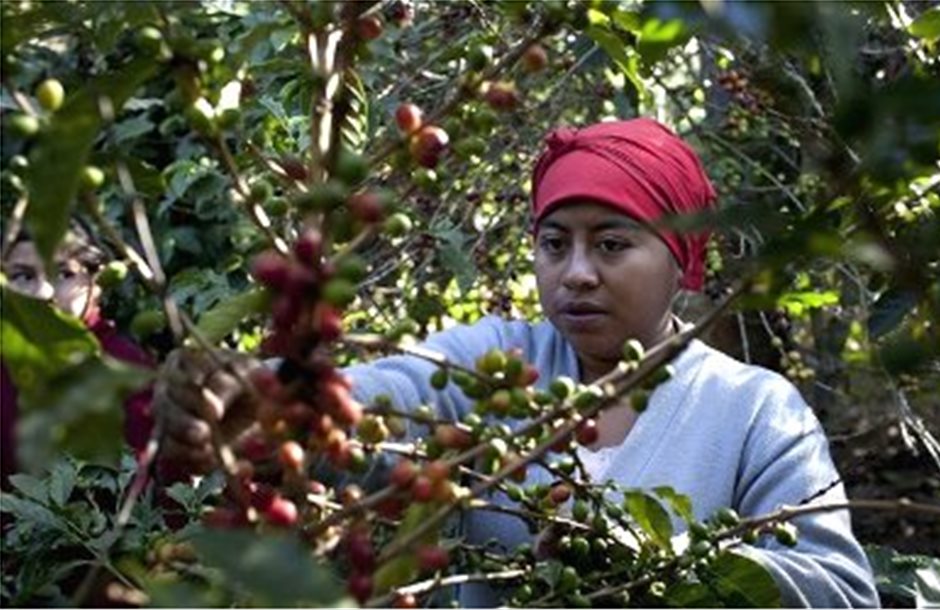 Η παραγωγή καφέ μειώνεται λόγω της κλιματικής αλλαγής