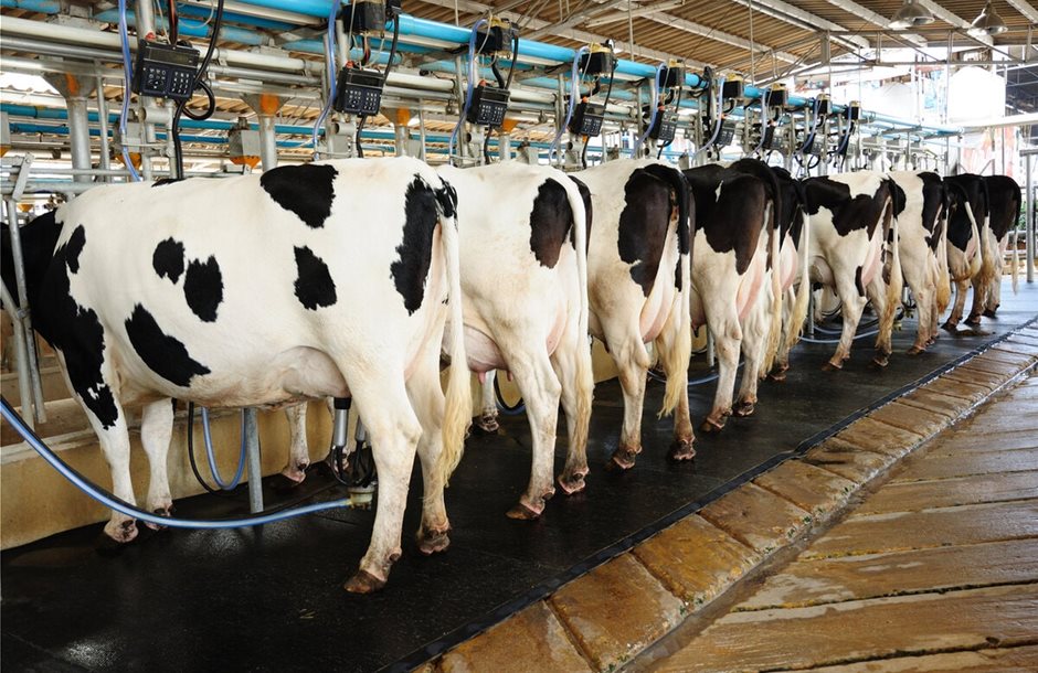 cows-in-a-milking-parlor