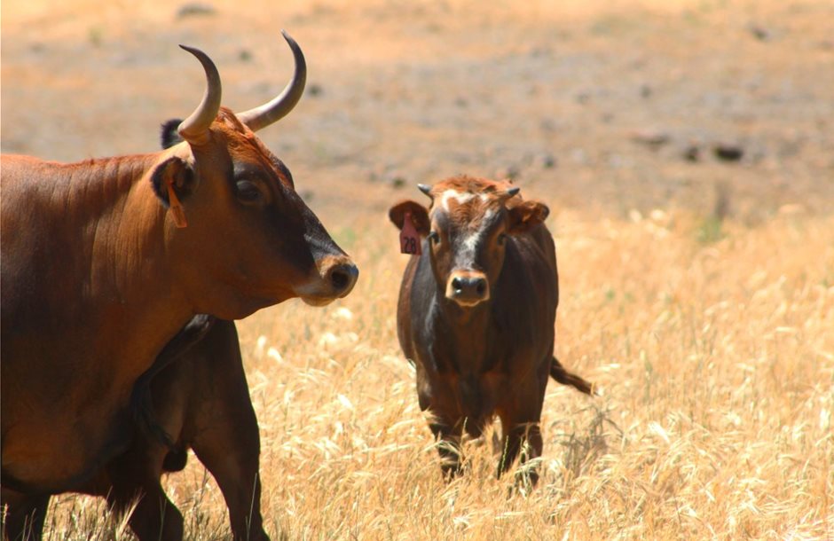 criollo-cattle-drought