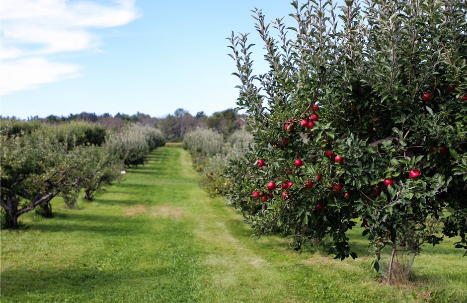 cubert-gmbh-apple-trees-quantification-of-crop-load-__1_