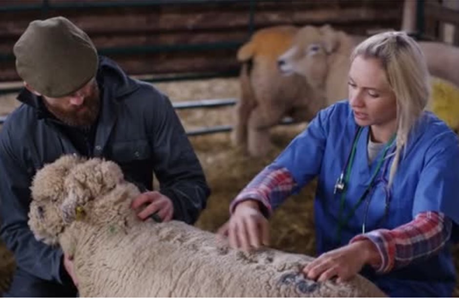depositphotos_183119502-stock-video-vet-talking-farmer-examining-sheep