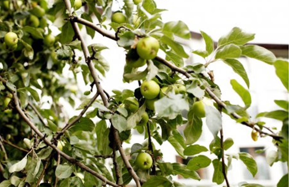 depositphotos_222991564-stock-photo-closeup-view-apple-tree-apples