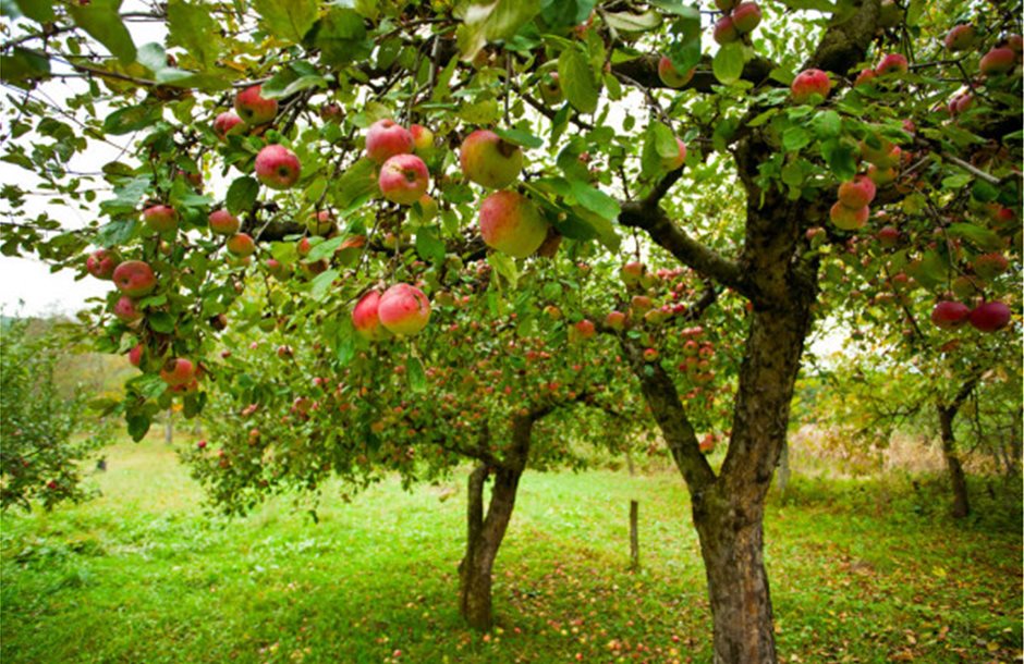 depositphotos_4362038-stock-photo-apple-trees-with-red-apples
