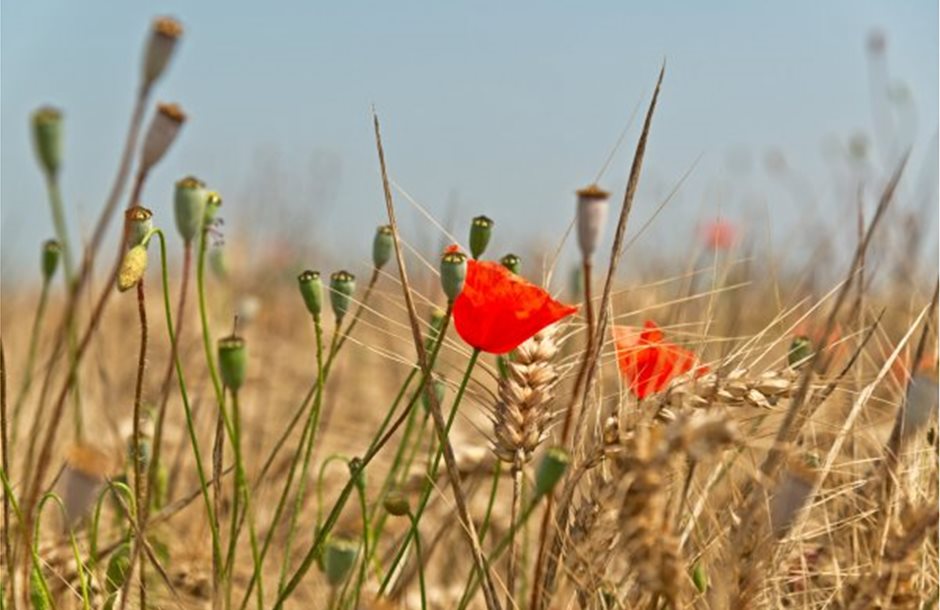 depositphotos_64078709-stock-photo-red-poppies-in-a-wheat