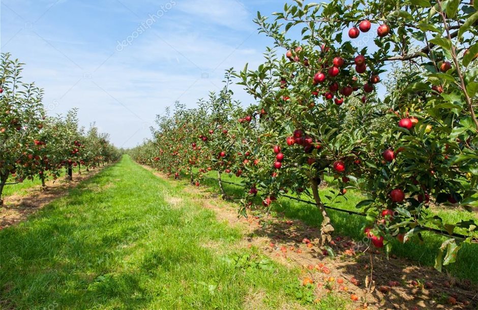 depositphotos_87726608-stock-photo-apple-trees-in-summer