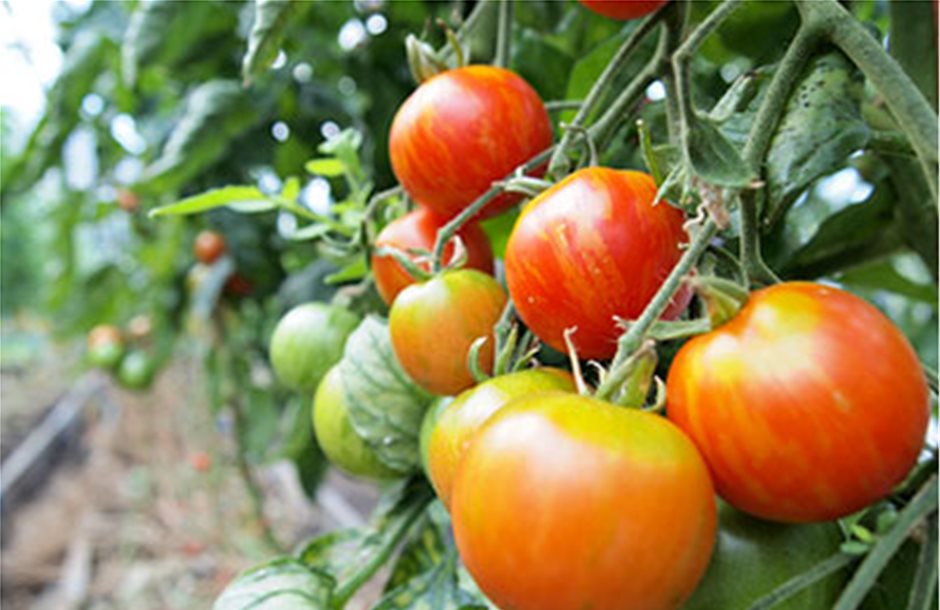 Υψηλότερα 15-20% φέτος η ντομάτα θερμοκηπίου