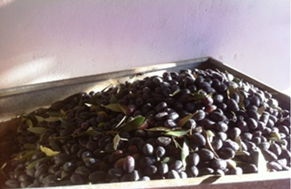 Προσεκτική διαλογή ελιάς στη Λακωνία λόγω δάκου συστήνει η ΠΕΜΕΤΕ