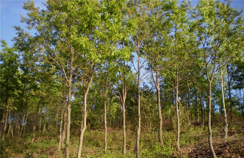 Τυποποιείται ο υπολογισμός αξίας των δασικών εκτάσεων 