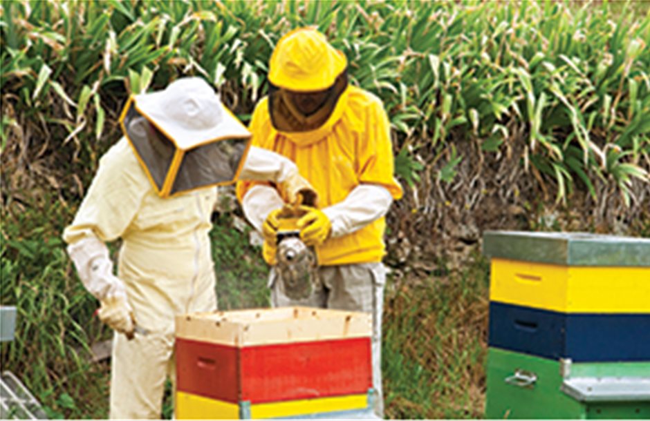 Ενισχύεις 5,4 εκατ. για 3 δράσεις της μελισσοκομίας 