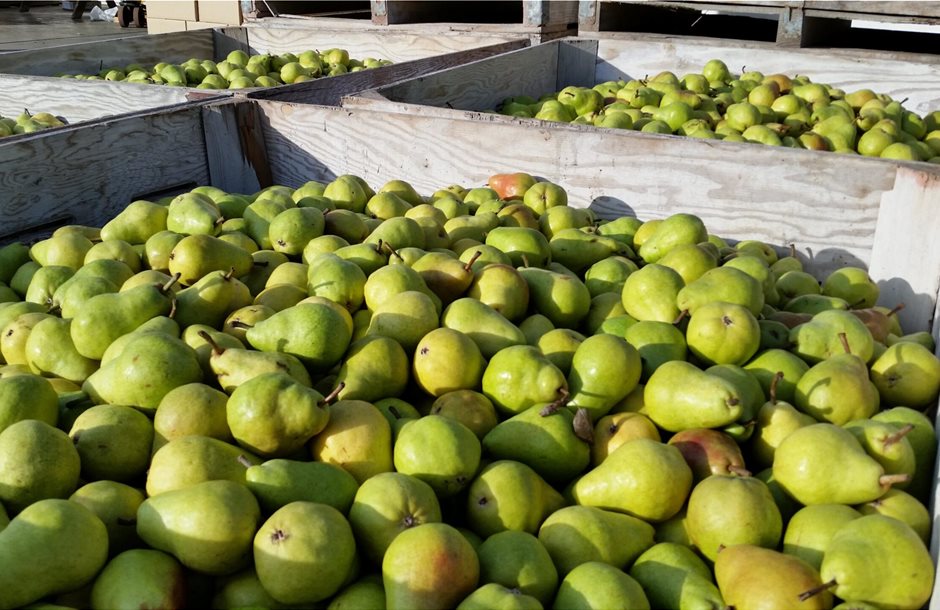 egyptian-pear-exports-scaled