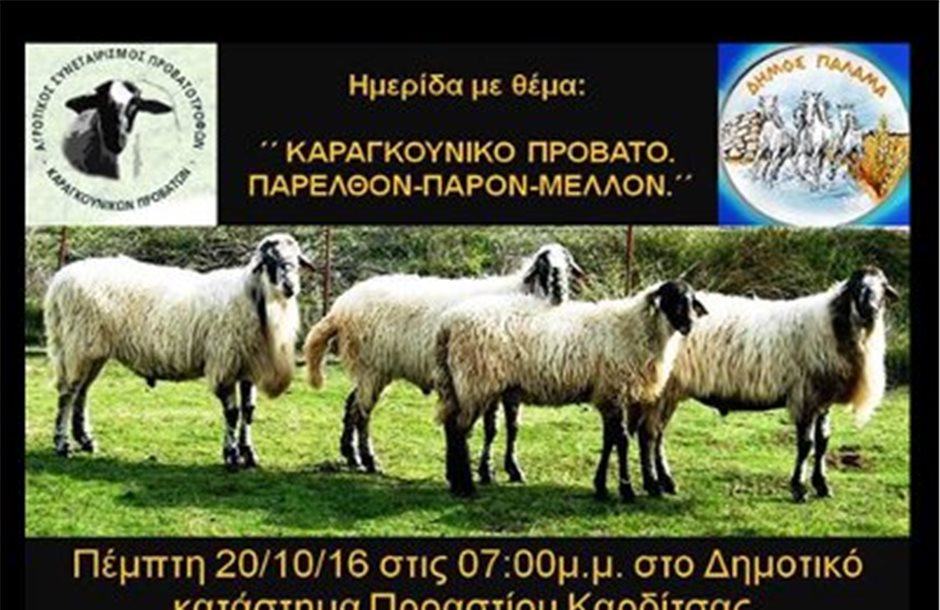 Ημερίδα στην Καρδίτσα για το καραγκούνικο πρόβατο 