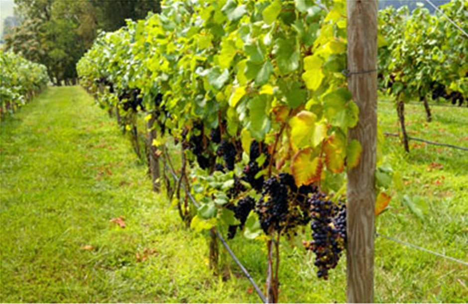Η βιώσιμη παραγωγή οίνου περνάει μέσα από το SUSTAVINO