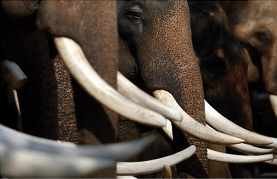 Ελέφαντες χωρίς χαυλιόδοντες λόγω λαθροθηρίας